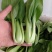 精品小青菜，上海青油菜，基地直销，供应全国各大市场电商