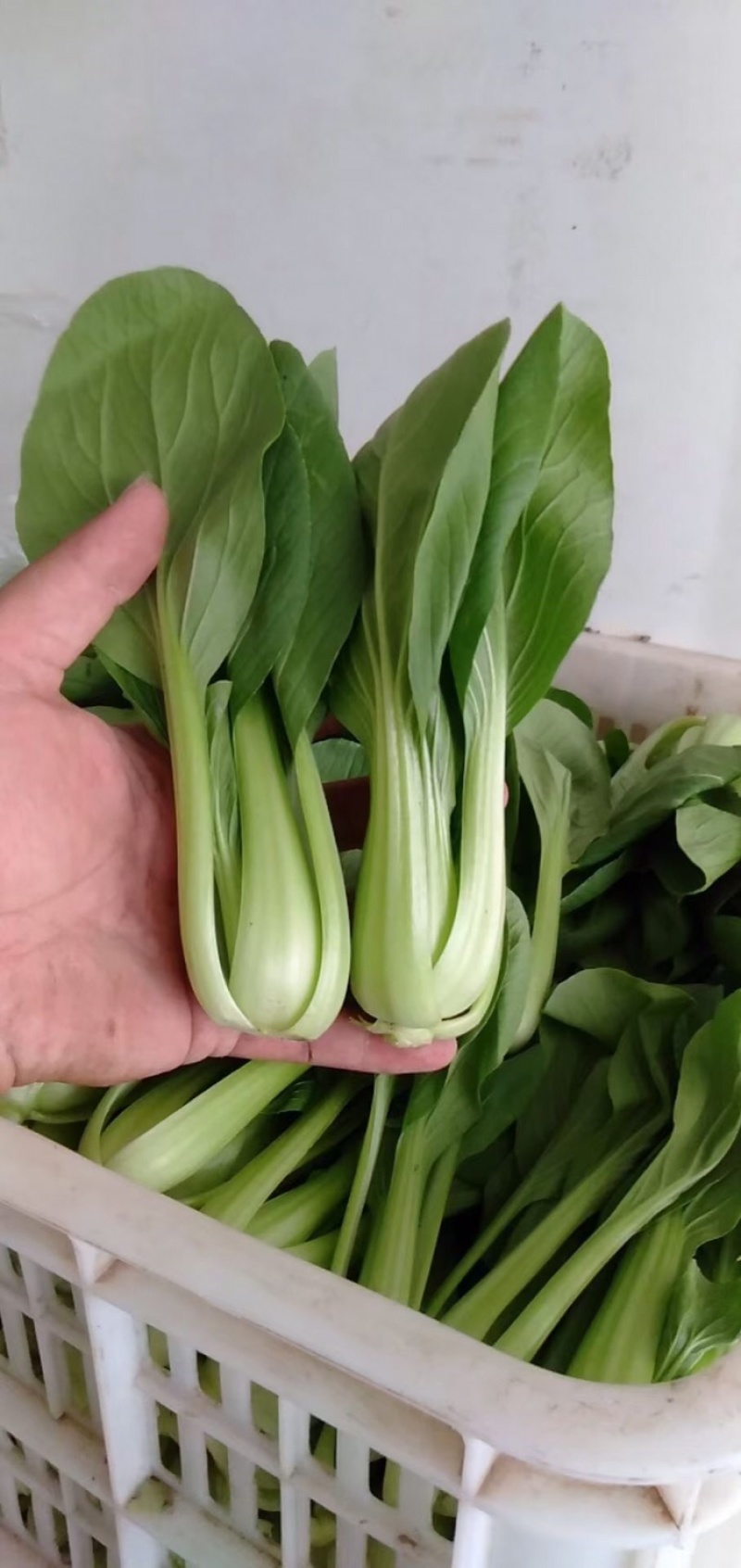 精品小青菜，上海青油菜，基地直销，供应全国各大市场电商