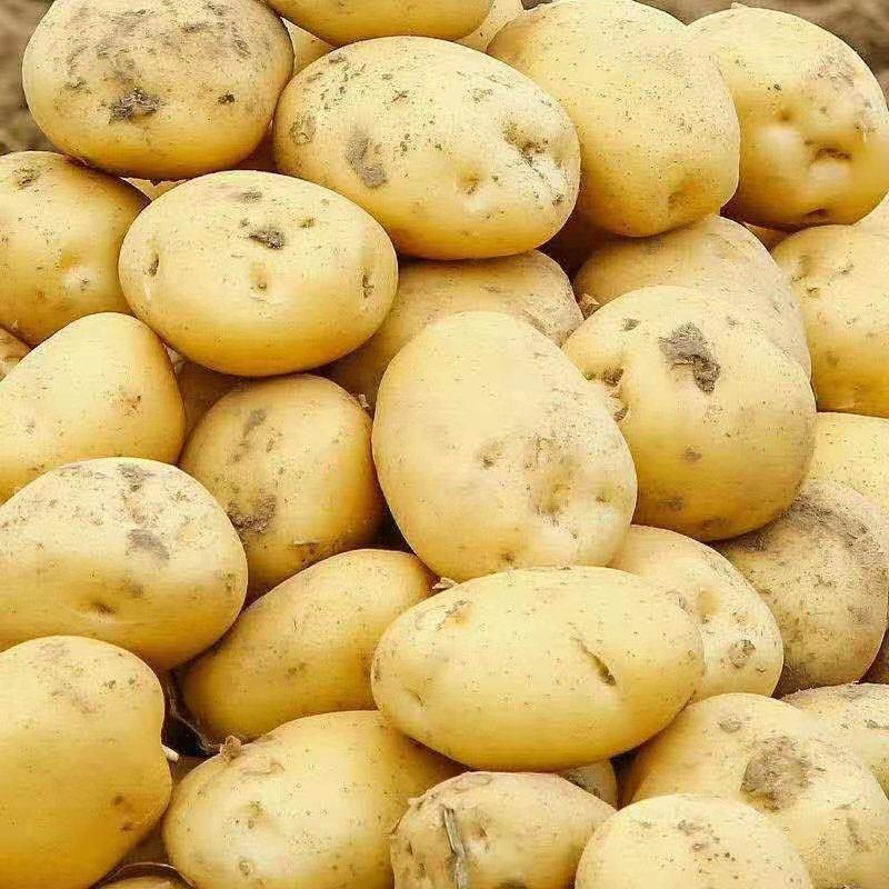 土豆，黄心土豆，3两以上起步，全国代发，价格便宜