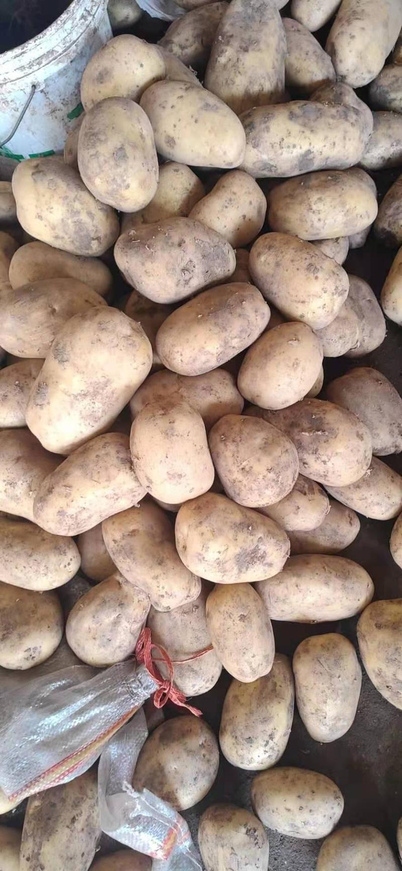 土豆，黄心土豆，3两以上起步，全国代发，价格便宜