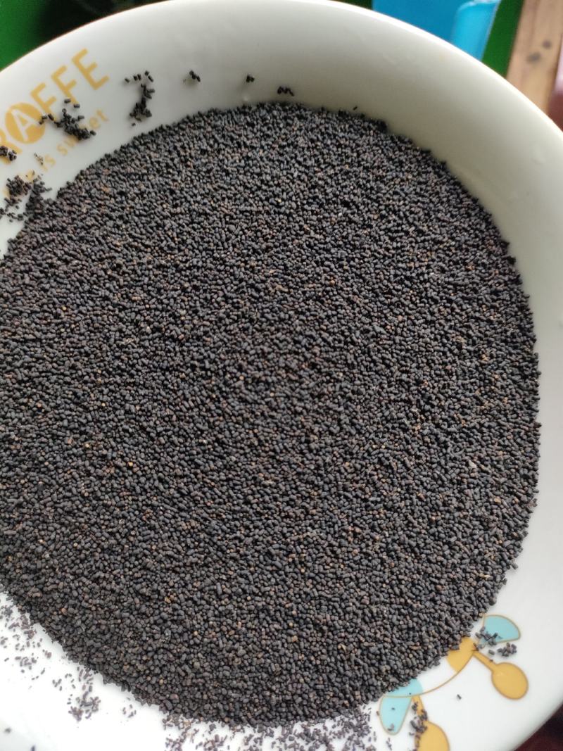 虫茶养身茶2015年虫茶厂家直销量大从优