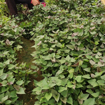 大量出售各种脱毒红薯苗，紫薯，济薯26，西瓜红，烟薯