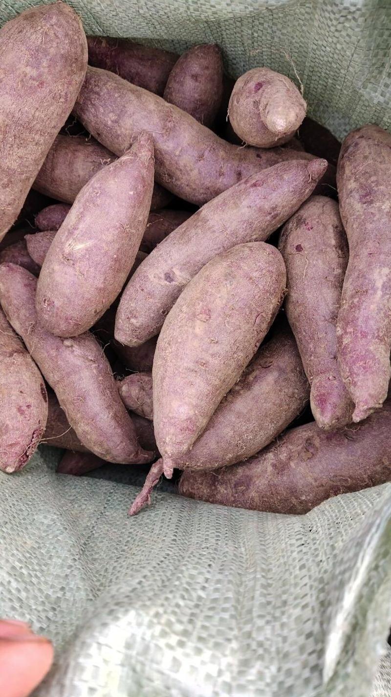 大量供应紫罗兰，紫薯，主要供电商微商超市货源有精品有通货