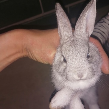 宠物