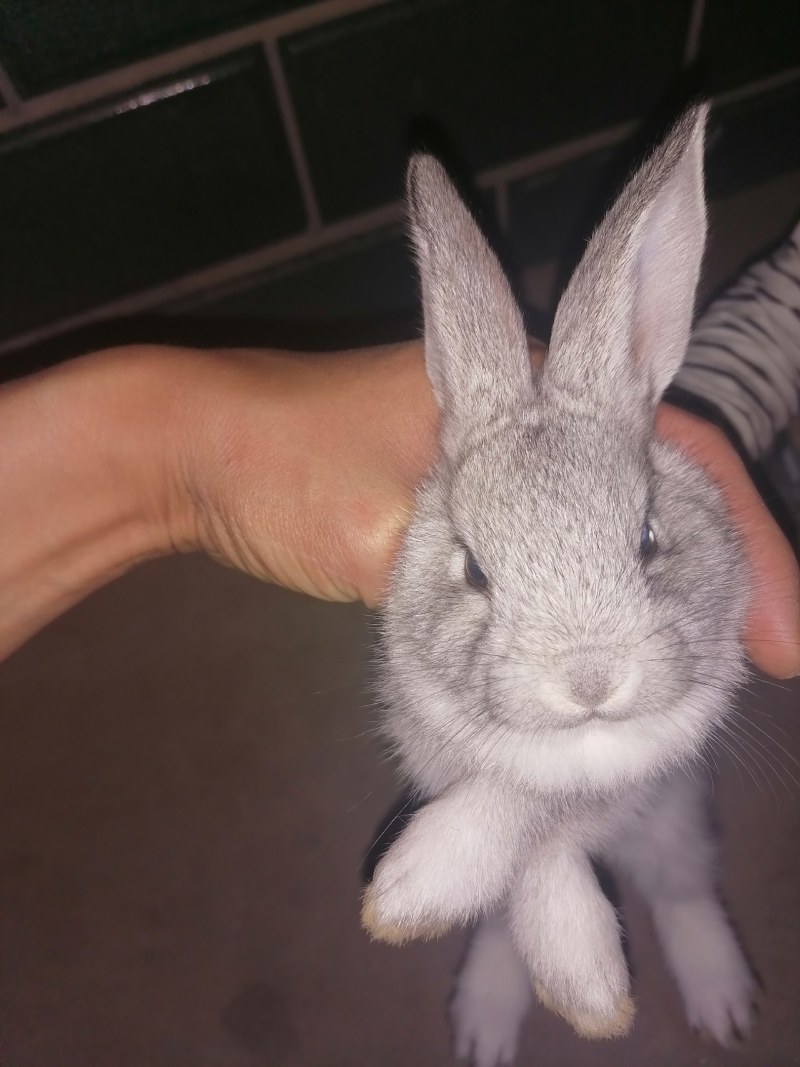宠物