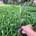 翠芦莉兰花草蓝花草翠芦莉兰花草蓝兰草