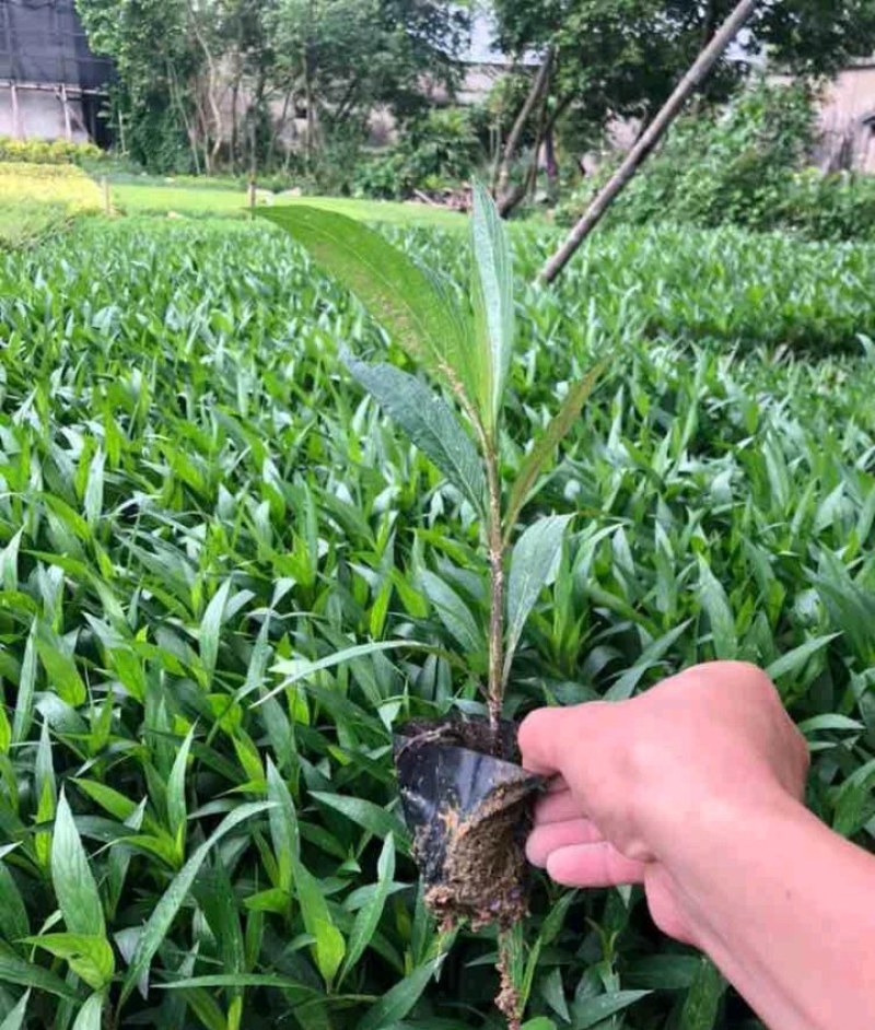 翠芦莉兰花草蓝花草翠芦莉兰花草蓝兰草