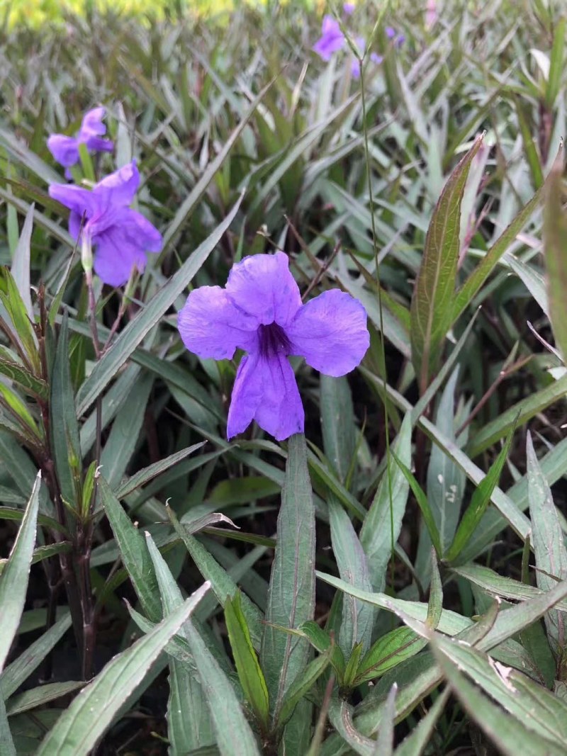 翠芦莉兰花草蓝花草翠芦莉兰花草蓝兰草