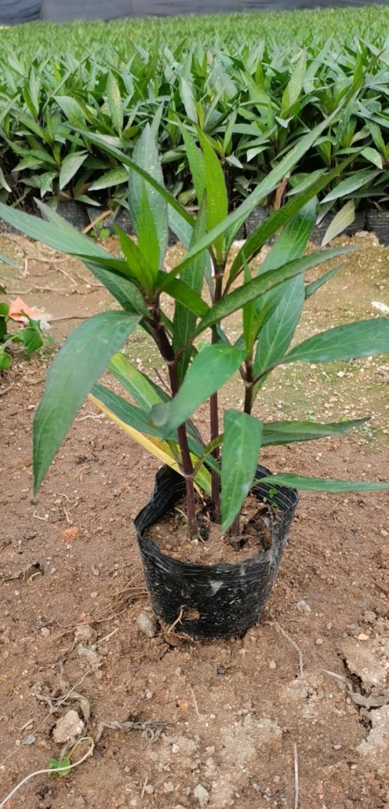 翠芦莉兰花草蓝花草翠芦莉兰花草蓝兰草