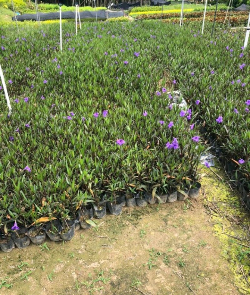 翠芦莉兰花草蓝花草翠芦莉兰花草蓝兰草