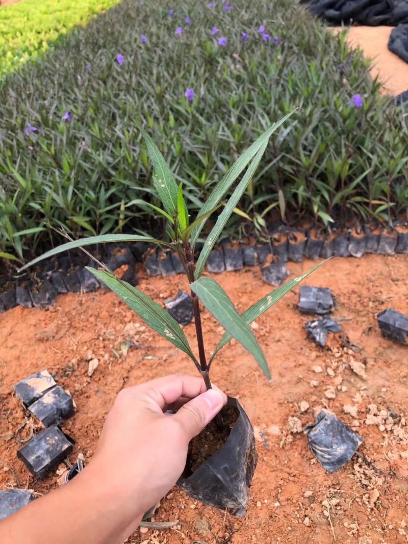 翠芦莉兰花草蓝花草翠芦莉兰花草蓝兰草