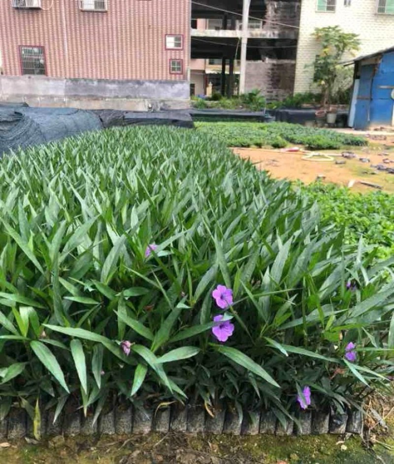 翠芦莉兰花草蓝花草翠芦莉兰花草蓝兰草