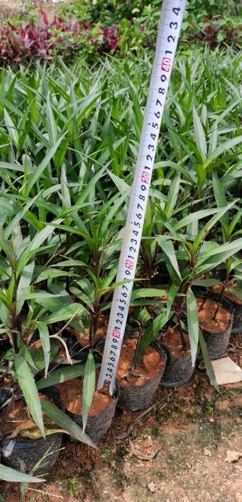 翠芦莉兰花草蓝花草翠芦莉兰花草蓝兰草