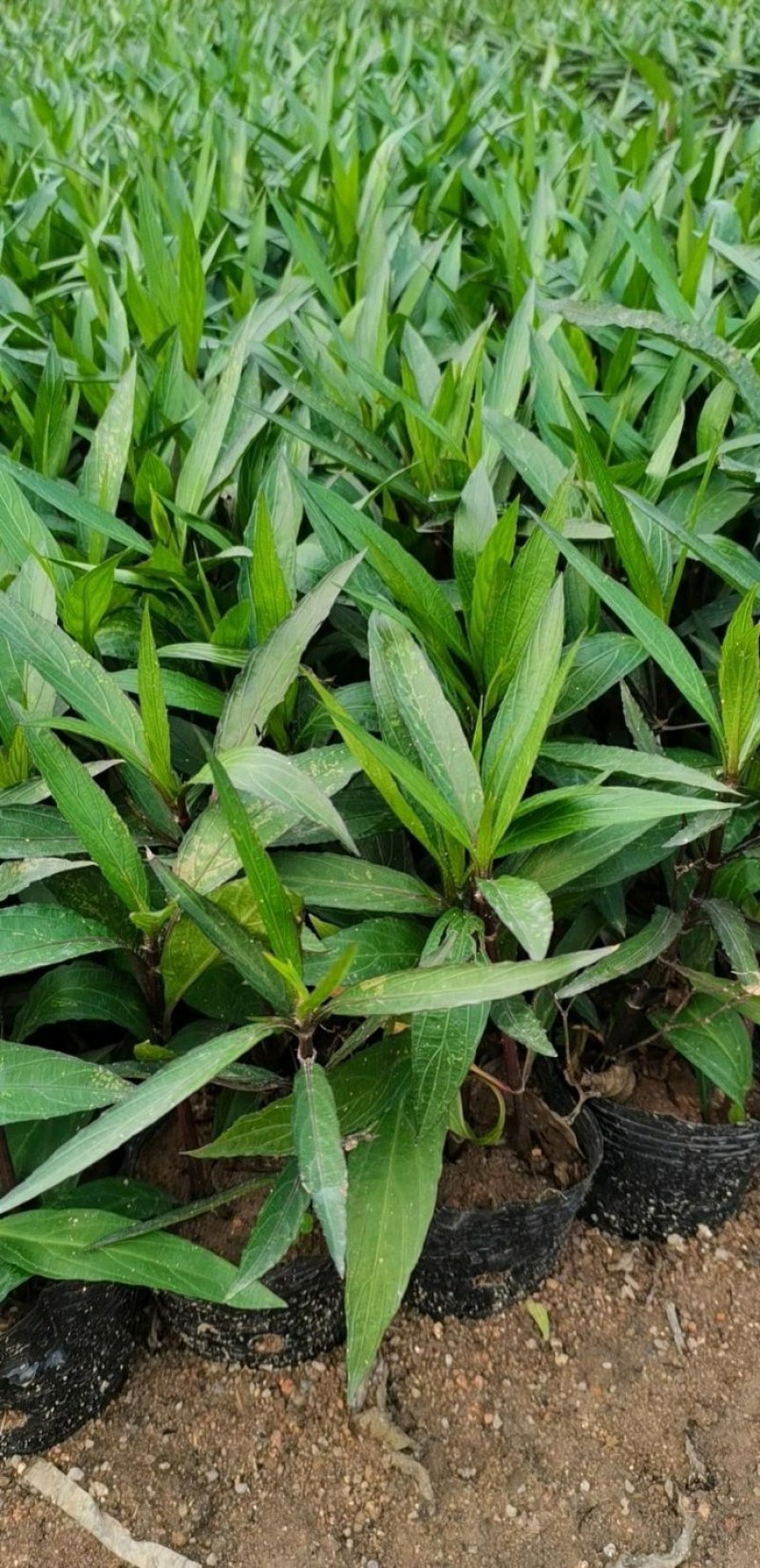 翠芦莉兰花草蓝花草翠芦莉兰花草蓝兰草