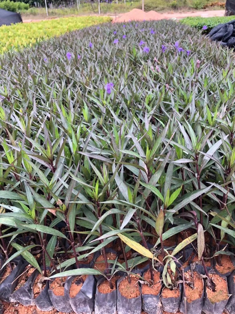 翠芦莉兰花草蓝花草翠芦莉兰花草蓝兰草