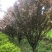 红叶李