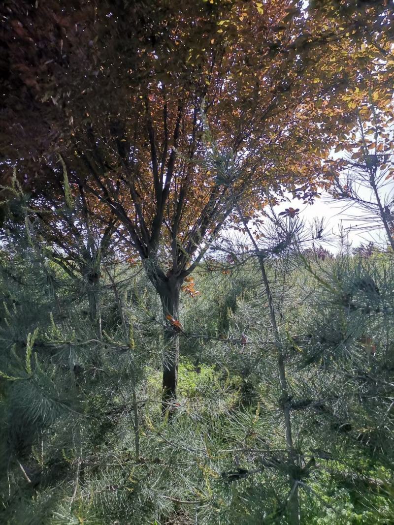 红叶李
