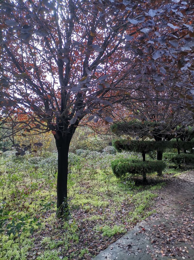 红叶李