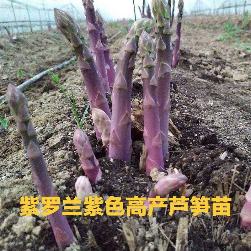 紫色芦笋苗紫芦笋苗芦笋苗芦笋种苗基地供应