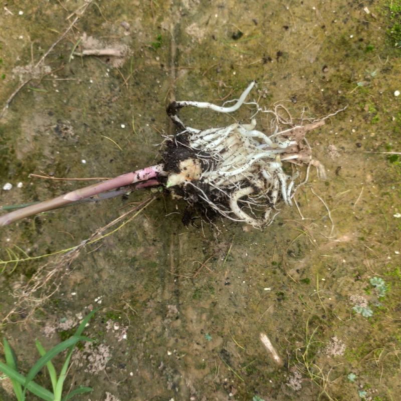 紫色芦笋苗紫芦笋苗芦笋苗芦笋种苗基地供应