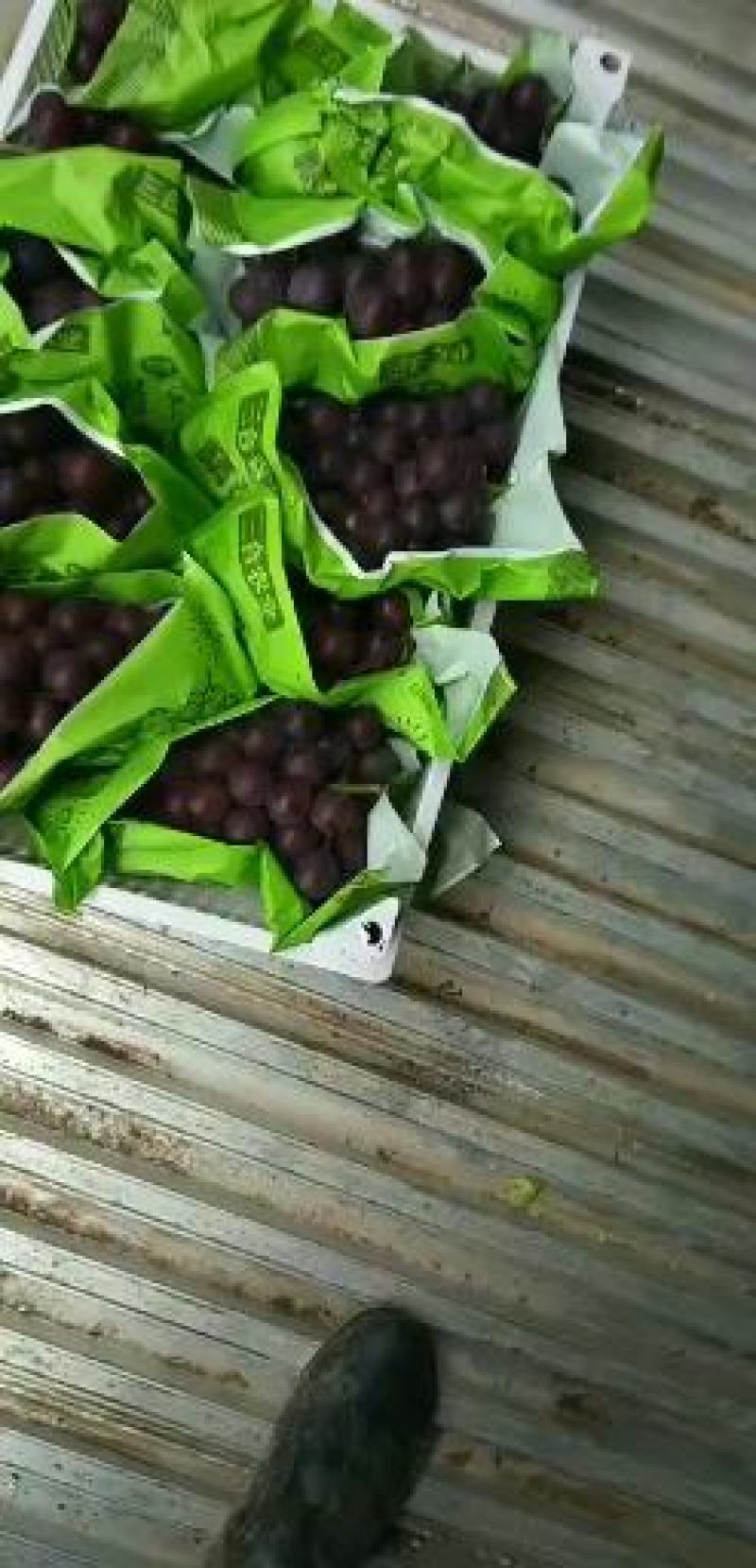 宁波慈溪杭州湾葡萄