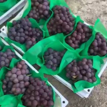 宁波慈溪杭州湾葡萄