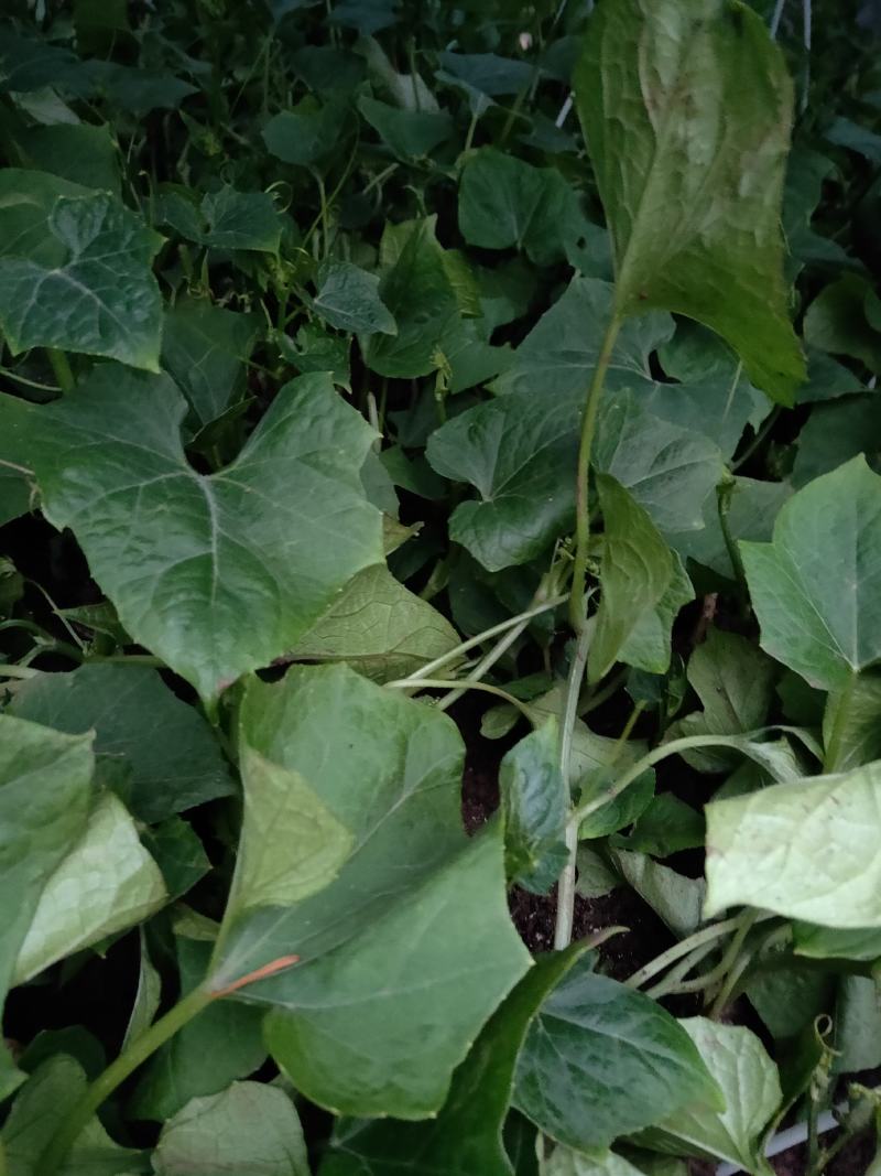 （预售）土耳苕苗土耳瓜苗各种应季瓜果蔬菜苗长期供应
