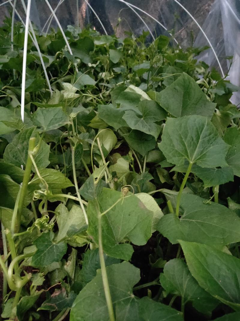 （预售）土耳苕苗土耳瓜苗各种应季瓜果蔬菜苗长期供应