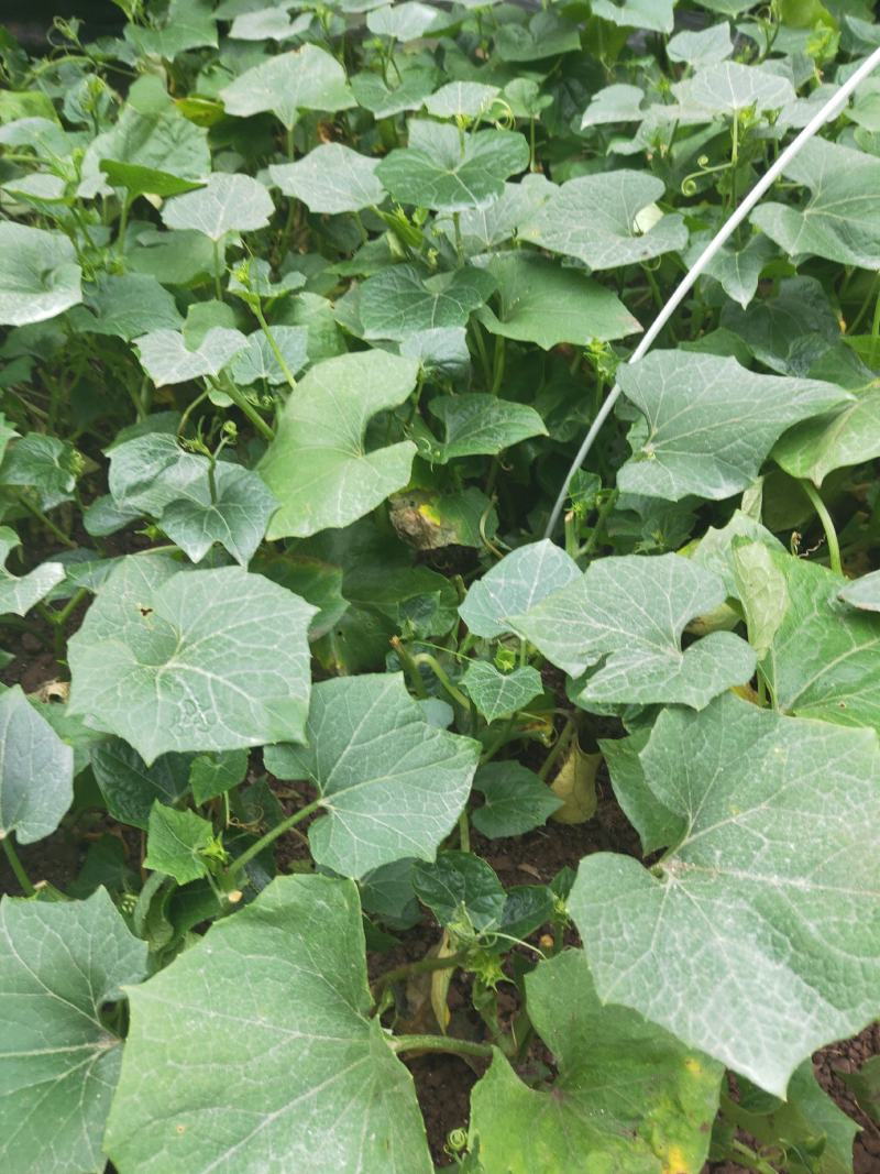 （预售）土耳苕苗土耳瓜苗各种应季瓜果蔬菜苗长期供应