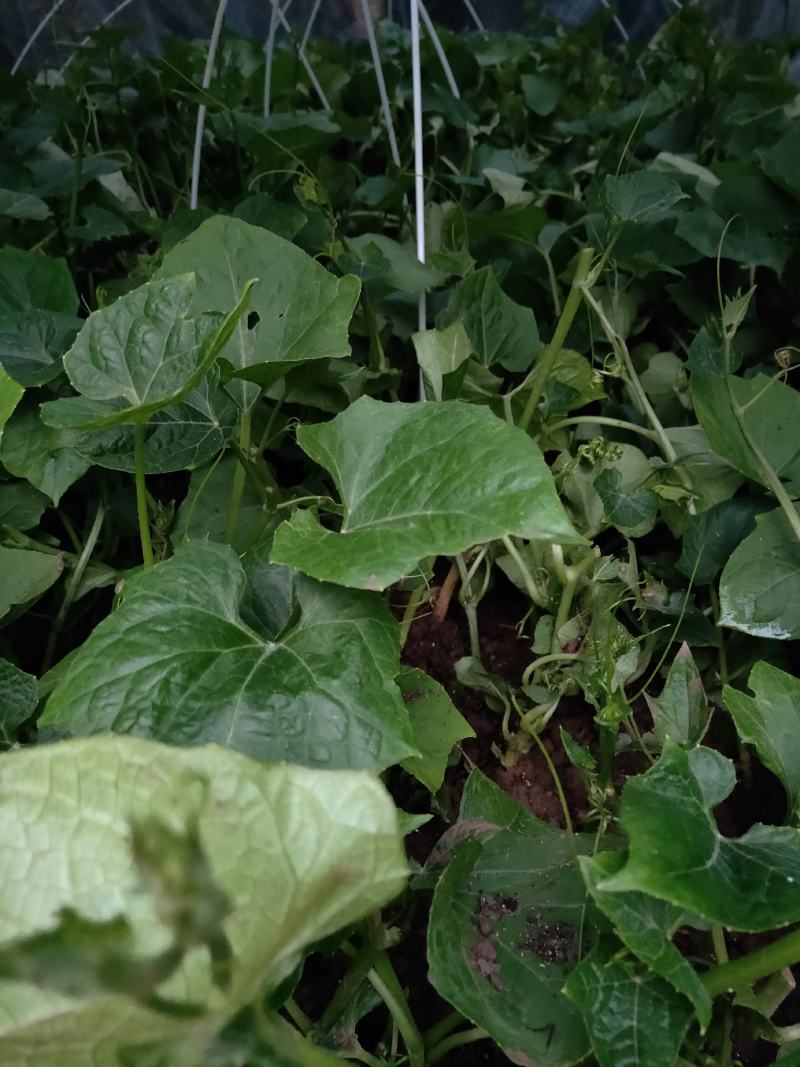 （预售）土耳苕苗土耳瓜苗各种应季瓜果蔬菜苗长期供应