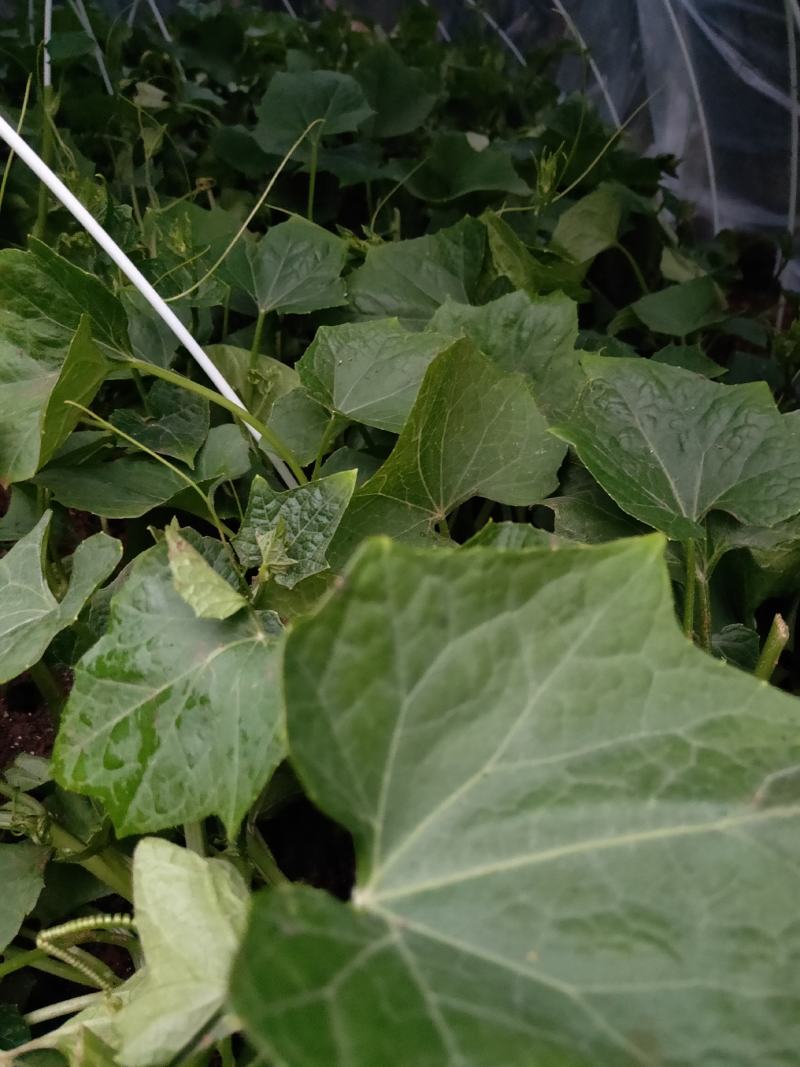（预售）土耳苕苗土耳瓜苗各种应季瓜果蔬菜苗长期供应