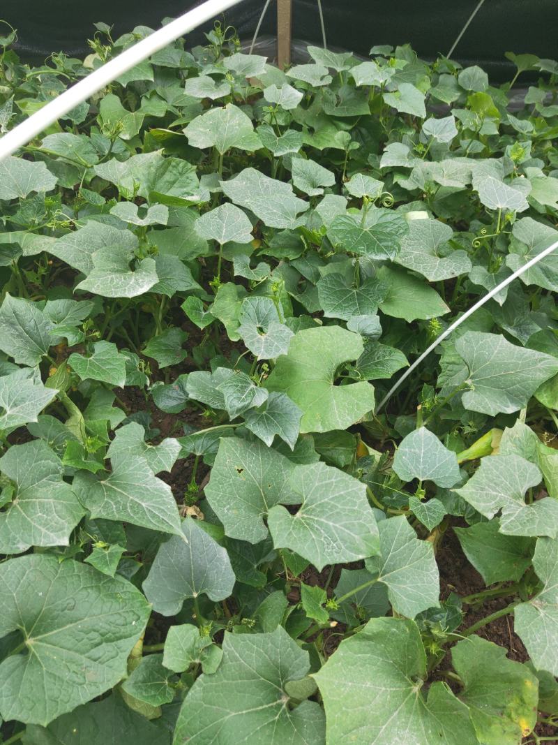 （预售）土耳苕苗土耳瓜苗各种应季瓜果蔬菜苗长期供应