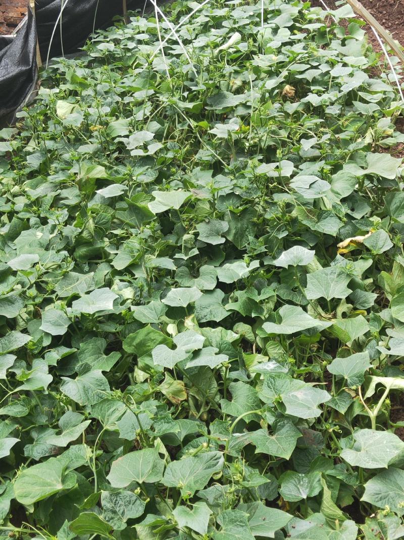 （预售）土耳苕苗土耳瓜苗各种应季瓜果蔬菜苗长期供应