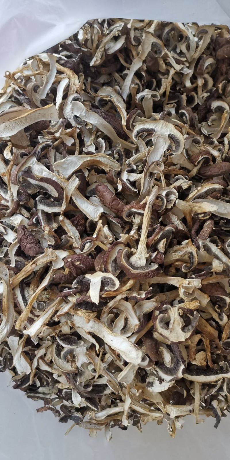 云南球盖菇干片大球盖菇赤松茸基地货源新货大量上市批发