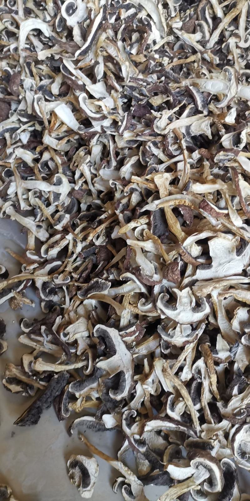 云南球盖菇干片大球盖菇赤松茸基地货源新货大量上市批发