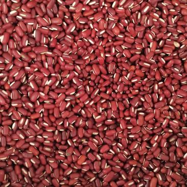 赤小豆大粒巴西赤小豆小粒赤小豆烘培及各种食品加工
