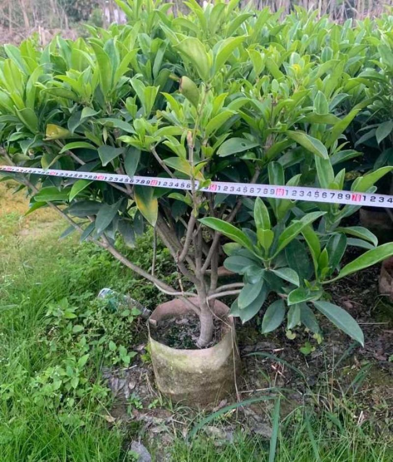 长期出售非洲茉莉灰莉箐黄果
