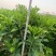 长期出售非洲茉莉灰莉箐黄果