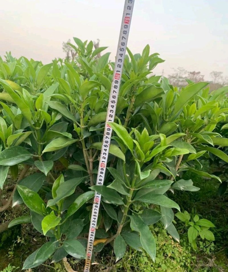 长期出售非洲茉莉灰莉箐黄果