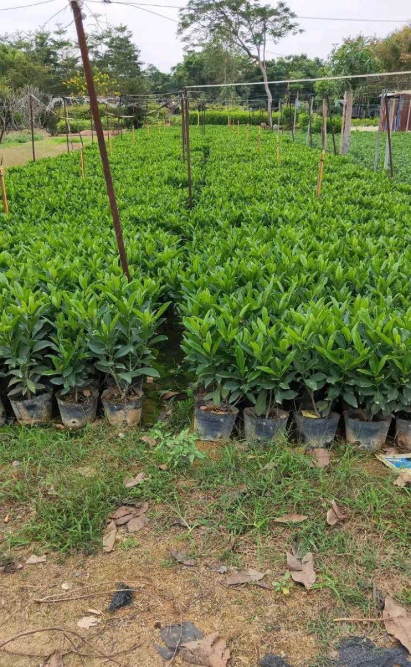 长期出售非洲茉莉灰莉箐黄果