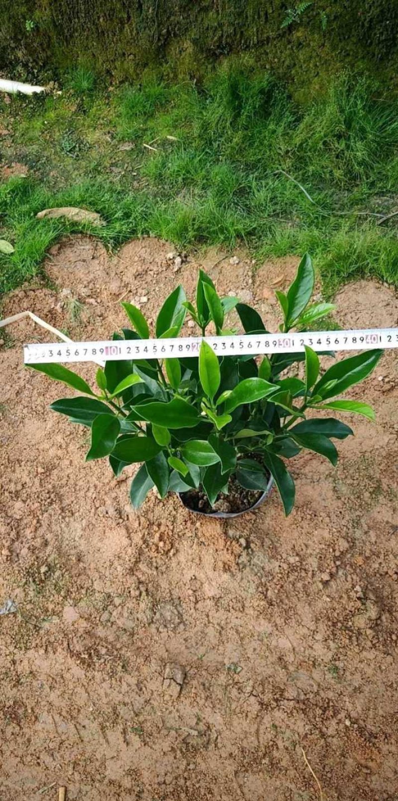 长期出售非洲茉莉灰莉箐黄果