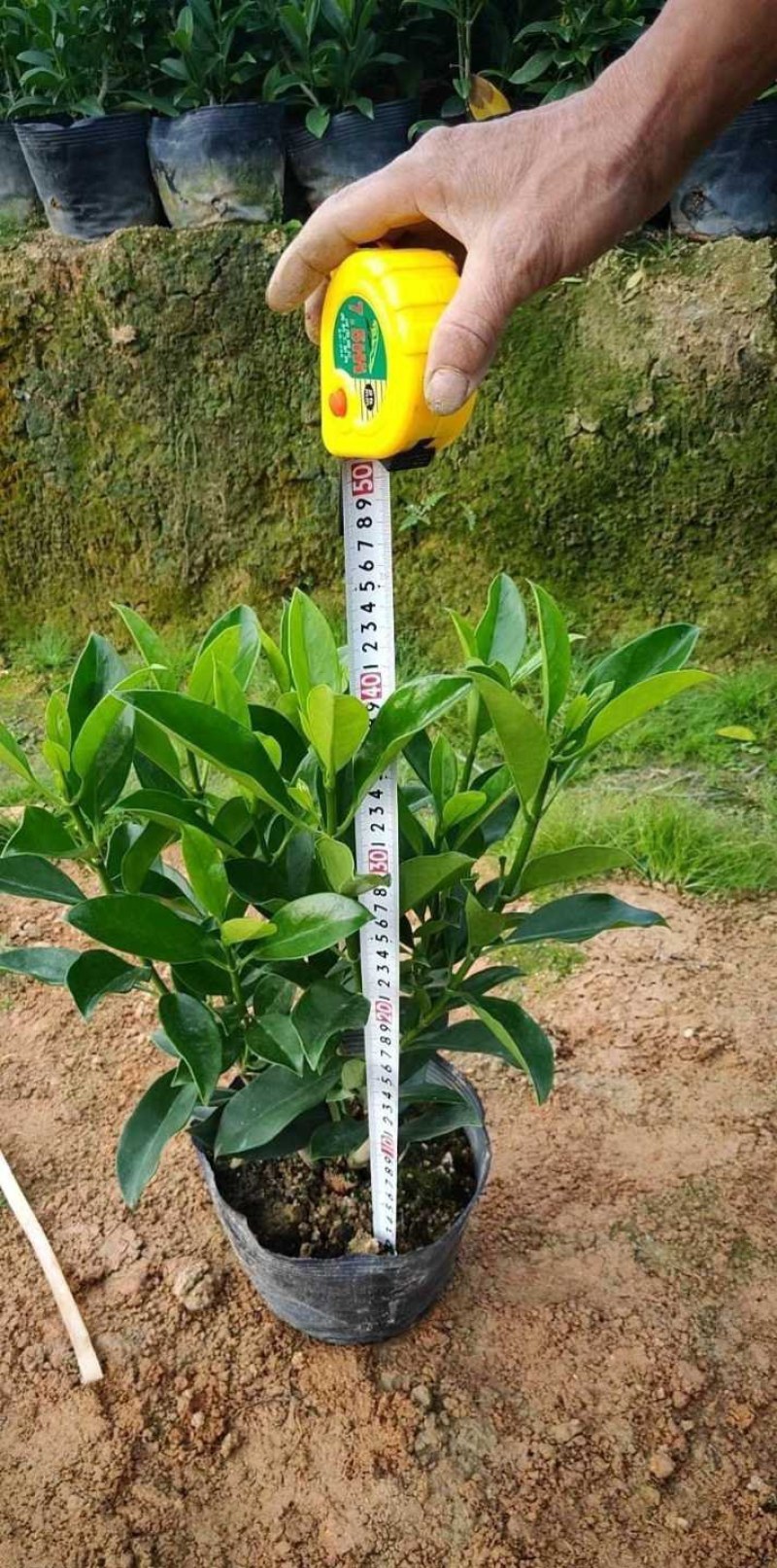 长期出售非洲茉莉灰莉箐黄果