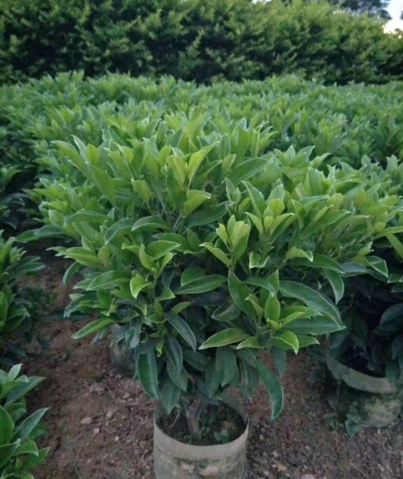 长期出售非洲茉莉灰莉箐黄果