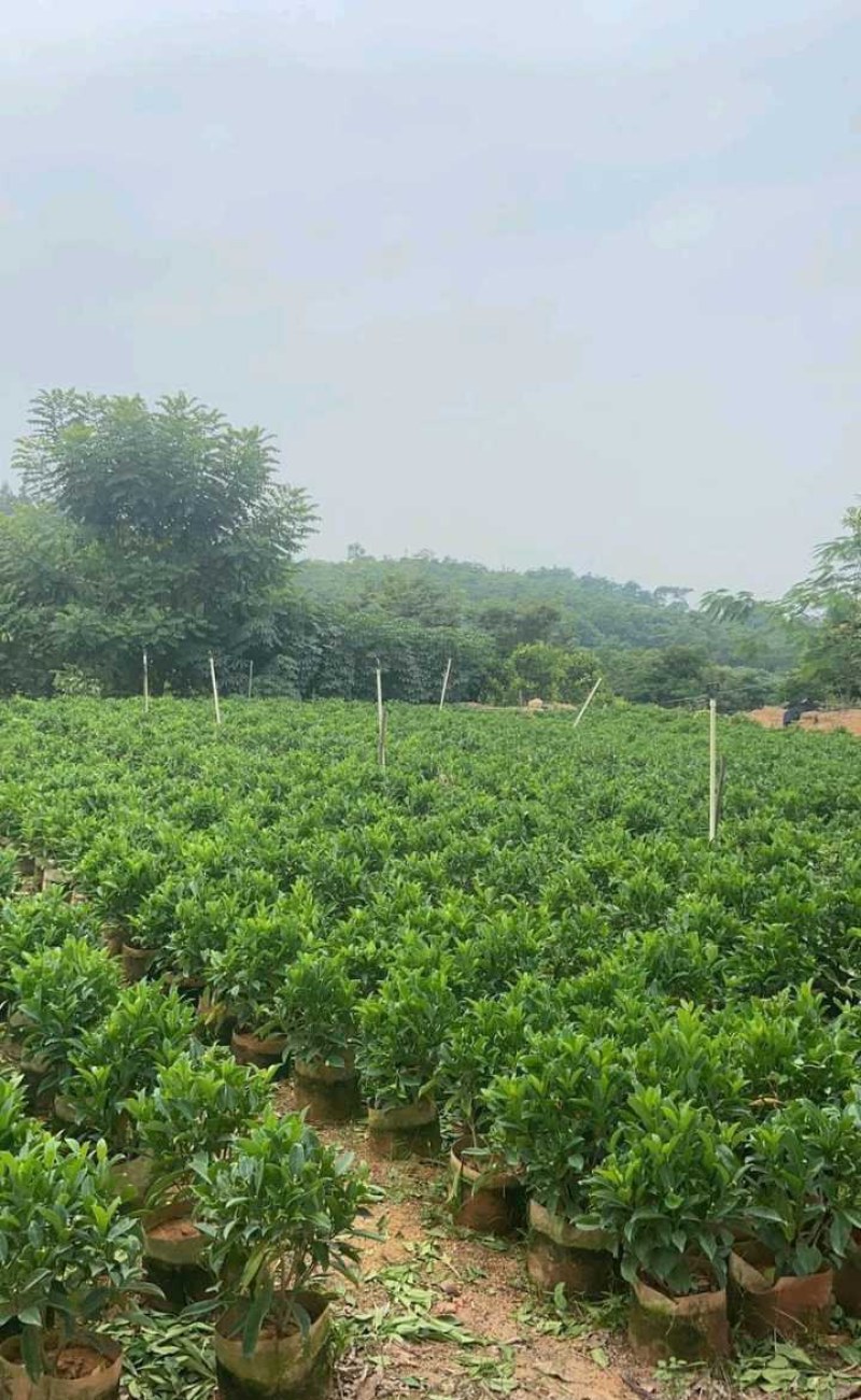 长期出售非洲茉莉灰莉箐黄果