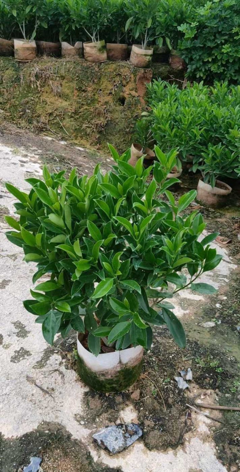 长期出售非洲茉莉灰莉箐黄果