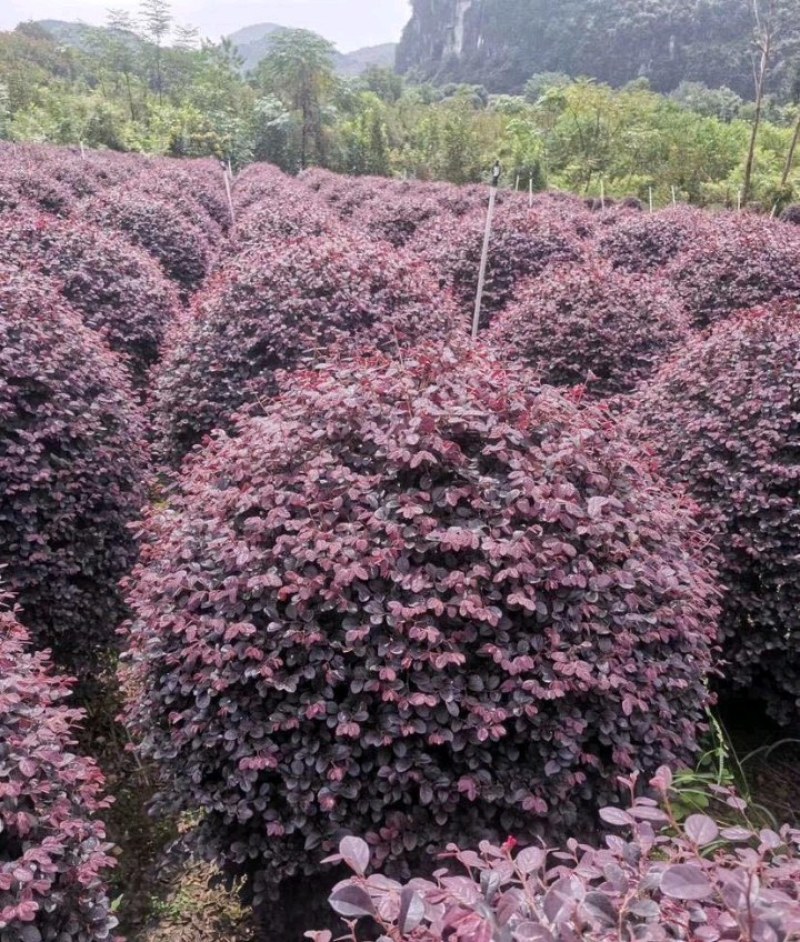 红继木红花继木红梽木