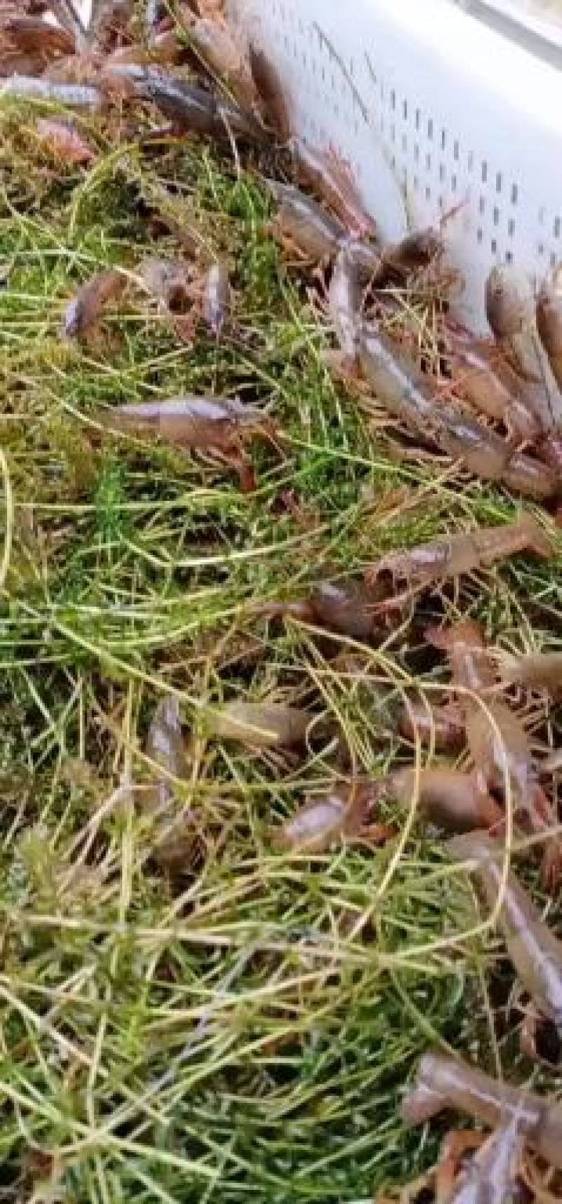 龙虾苗养殖场地直发淡水优质鲜活种抱籽