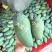 金煌芒(一件代发)，芒果中的巨无霸，纯甜，果肉嫩滑无纤维