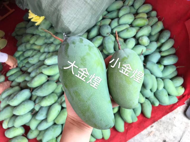 金煌芒(一件代发)，芒果中的巨无霸，纯甜，果肉嫩滑无纤维