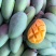 金煌芒(一件代发)，芒果中的巨无霸，纯甜，果肉嫩滑无纤维